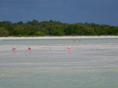 Phoenicopterus ruber