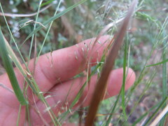 Agrostis perennans