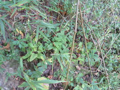 Thaspium trifoliatum