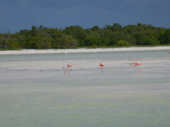Phoenicopterus ruber