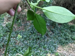 Neoalsomitra clavigera