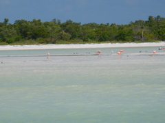 Phoenicopterus ruber