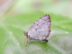 Allotinus substrigosus