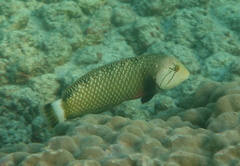 Novaculichthys taeniourus