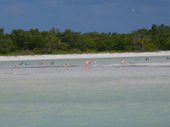 Phoenicopterus ruber