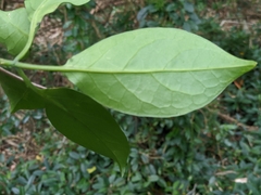 Neoalsomitra clavigera