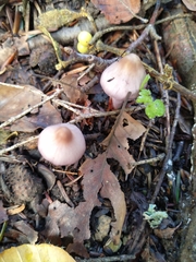 Inocybe lilacina