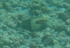 Acanthurus olivaceus