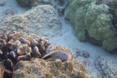 Paracirrhites forsteri