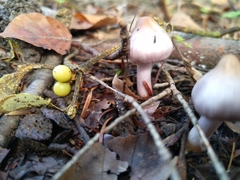 Inocybe lilacina