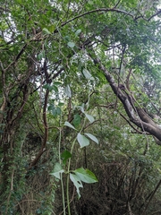 Neoalsomitra clavigera