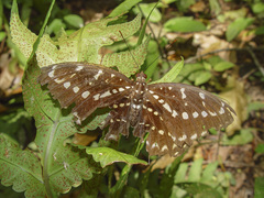 Lexias canescens pardalina