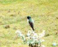 Oreotrochilus chimborazo