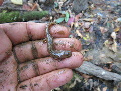 Pseudotriton ruber