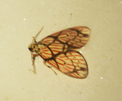 Barsilene pallinflexa