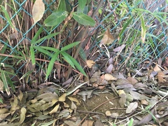 Neope goschkevitschii