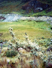 Oreotrochilus chimborazo