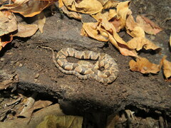 Nerodia sipedon pleuralis