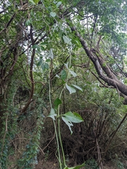 Neoalsomitra clavigera