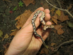 Nerodia sipedon pleuralis