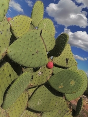 Opuntia