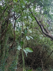 Neoalsomitra clavigera