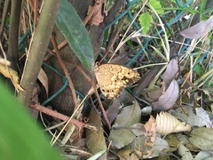 Neope goschkevitschii