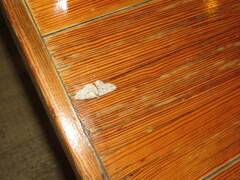 Ectropis crepuscularia