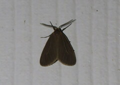 Pagara simplex