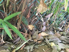 Neope goschkevitschii