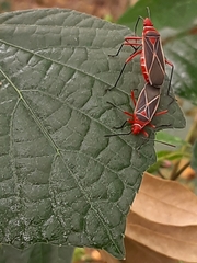 Dysdercus suturellus