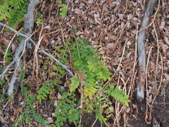 Polemonium pulcherrimum delicatum