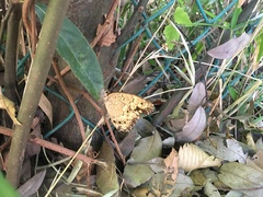 Neope goschkevitschii