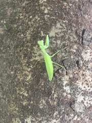 Hierodula patellifera patellifera