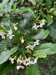 Tabernaemontana hystrix