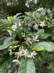 Tabernaemontana hystrix