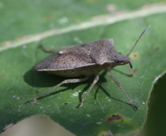 Euschistus variolarius