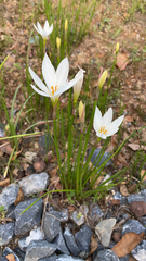 Zephyranthes candida