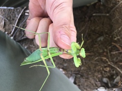 Hierodula patellifera patellifera