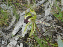 Caladenia stricta
