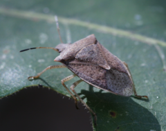 Euschistus variolarius