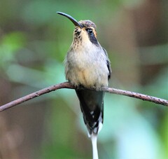 Phaethornis eurynome