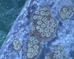 Cryptolepas rhachianecti