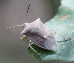 Euschistus variolarius