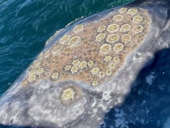 Cryptolepas rhachianecti