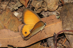 Hypocysta adiante