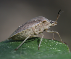 Euschistus variolarius