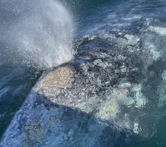 Cryptolepas rhachianecti