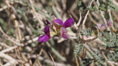 Psorothamnus polydenius