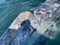 Cryptolepas rhachianecti